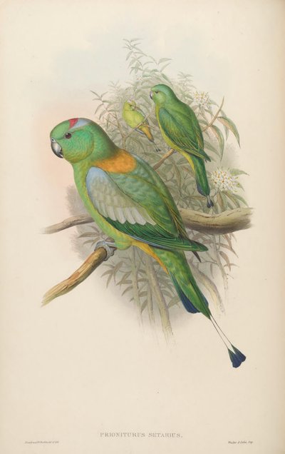 Prioniturus setarius = Prioniturus platurus de John Gould